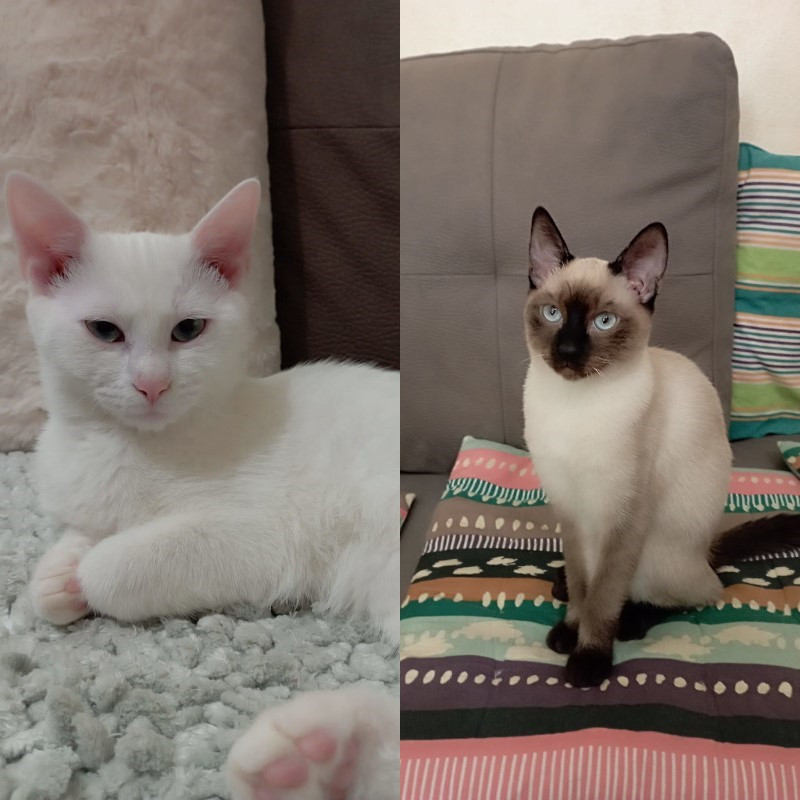gatti adottati Le Sfigatte