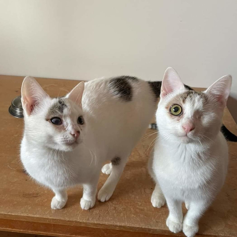 gatti adottati Le Sfigatte