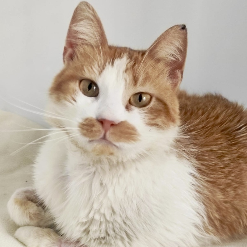 Lea, in cerca di adozione | Associazione Le Sfigatte