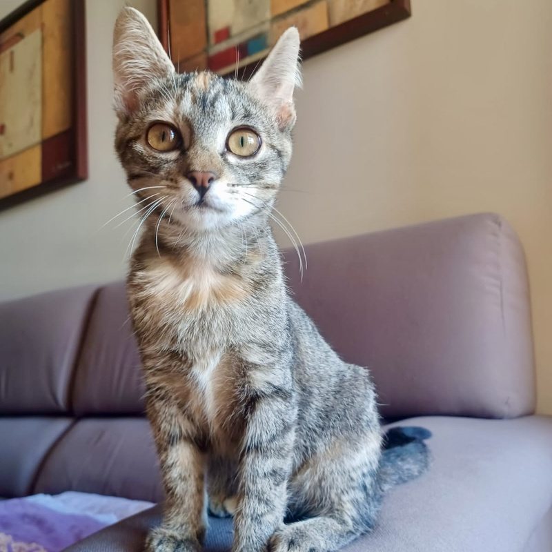 gatti adottati Le Sfigatte
