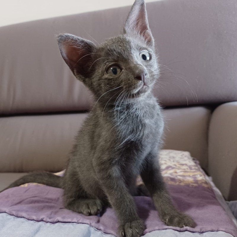 gatti adottati Le Sfigatte