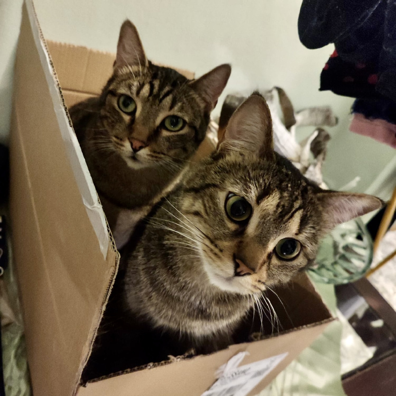 gatti adottati Le Sfigatte