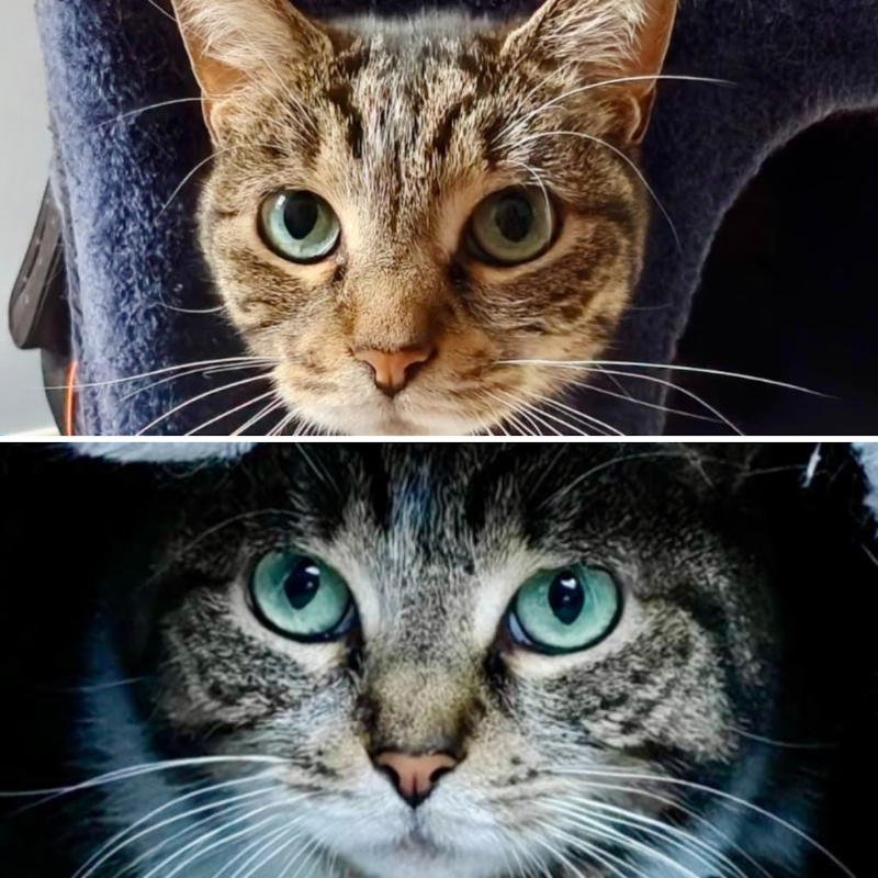 Leo e Milù, in cerca di adozione | Associazione Le Sfigatte