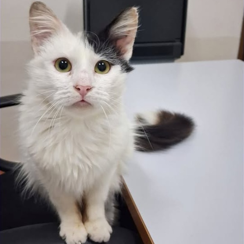 Leo, una nuova casa, un nuovo inizio | Associazione Le Sfigatte