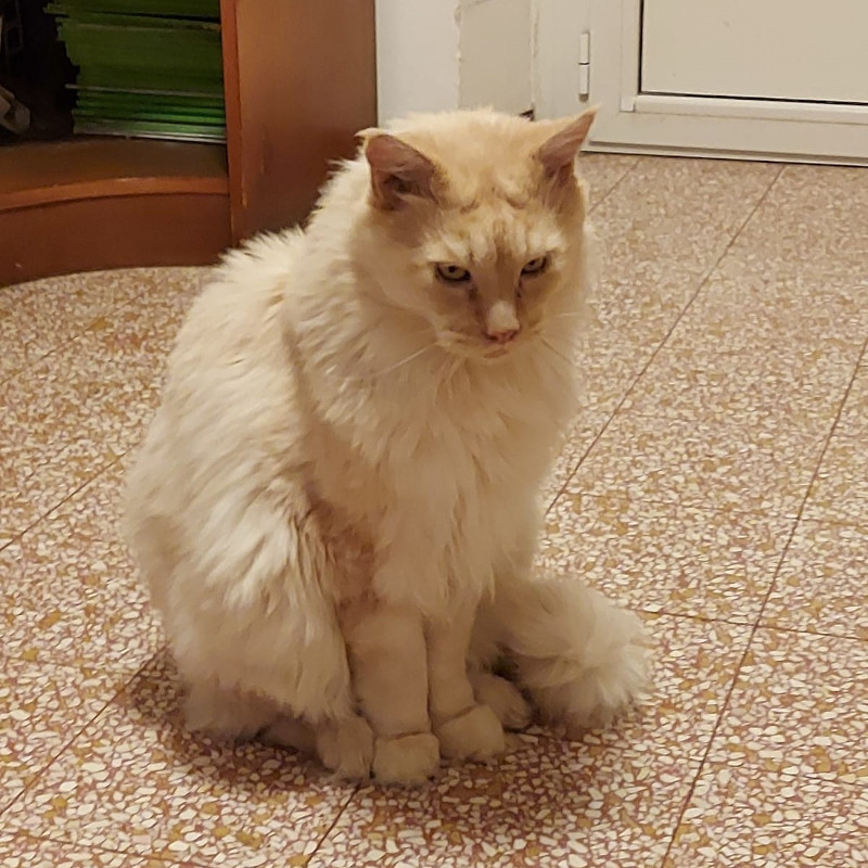 gatti adottati Le Sfigatte