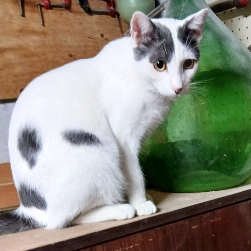 Leo, in cerca di adozione | Associazione Le Sfigatte