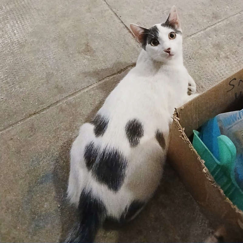 gatti da adottare Le Sfigatte