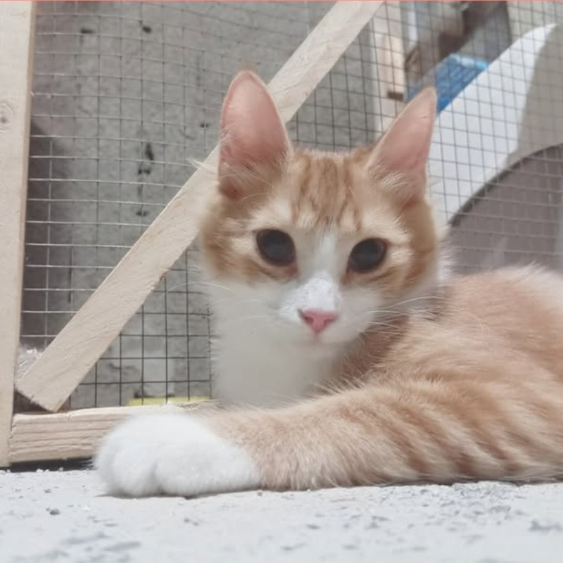 gatti da adottare Le Sfigatte