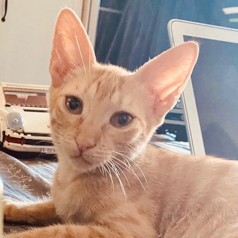 gatti adottati Le Sfigatte