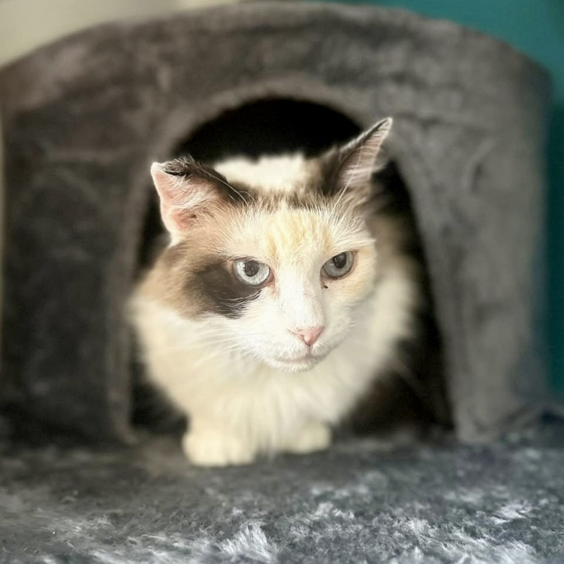 Leya, una nuova casa, un nuovo inizio | Associazione Le Sfigatte