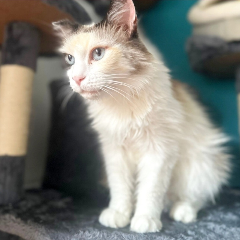 Leya, in cerca di adozione | Associazione Le Sfigatte