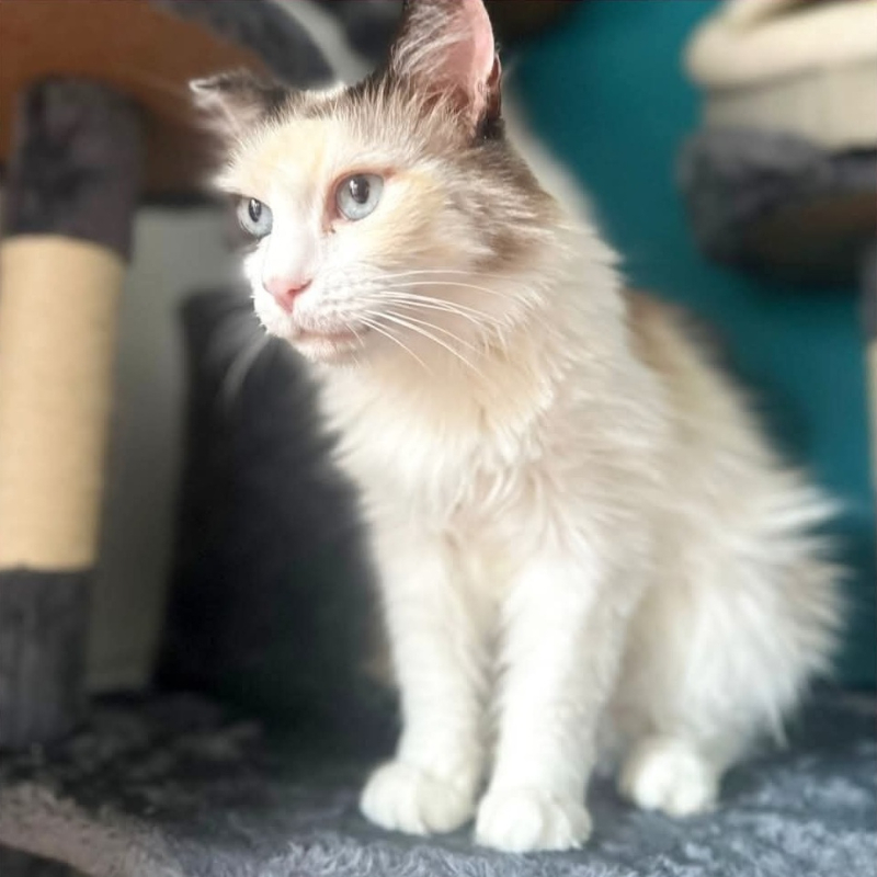 Leya, in cerca di adozione | Associazione Le Sfigatte