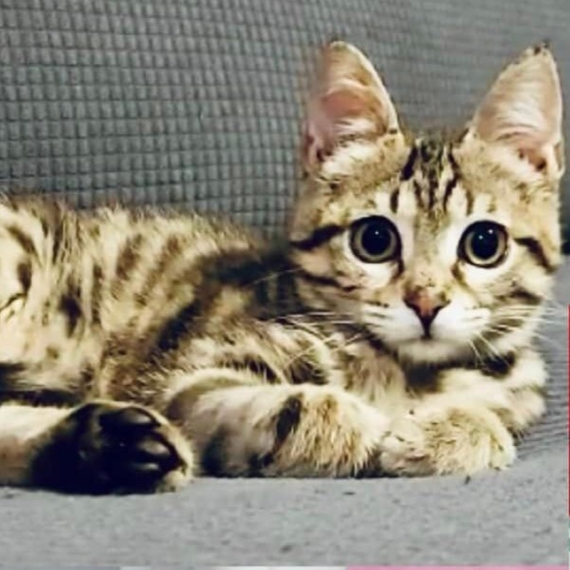 gatti adottati Le Sfigatte
