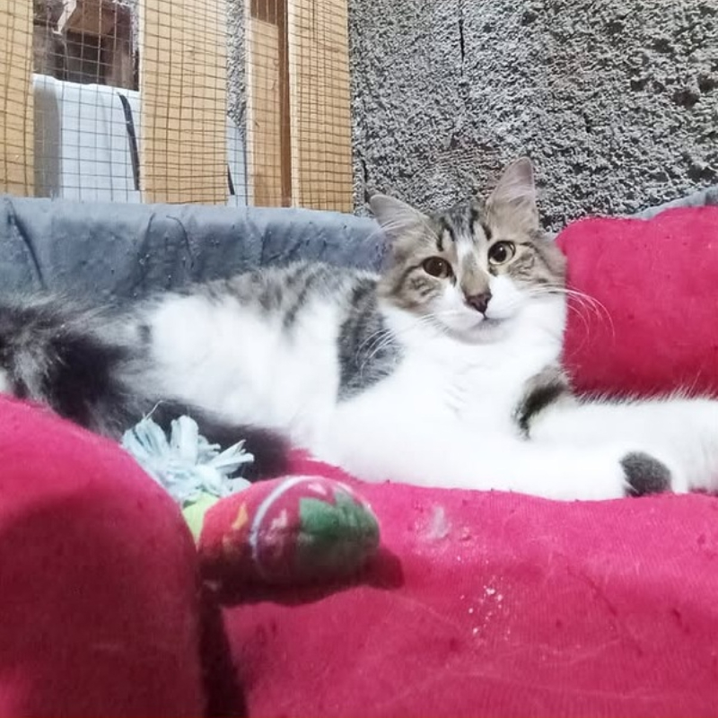 gatti da adottare Le Sfigatte