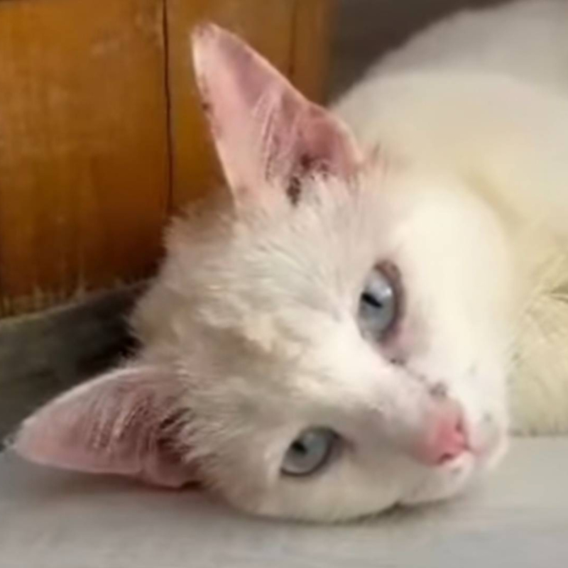 gatti adottati Le Sfigatte