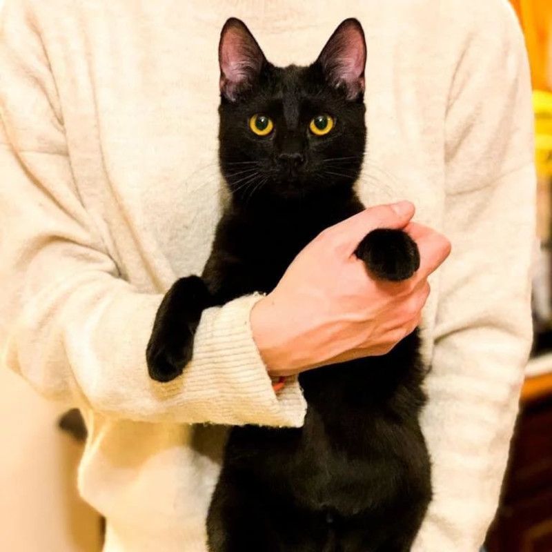 gatti adottati Le Sfigatte