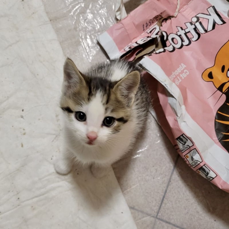 gatti adottati Le Sfigatte