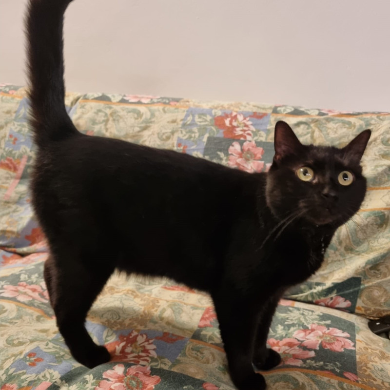 gatti adottati Le Sfigatte