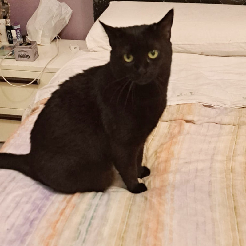 gatti adottati Le Sfigatte