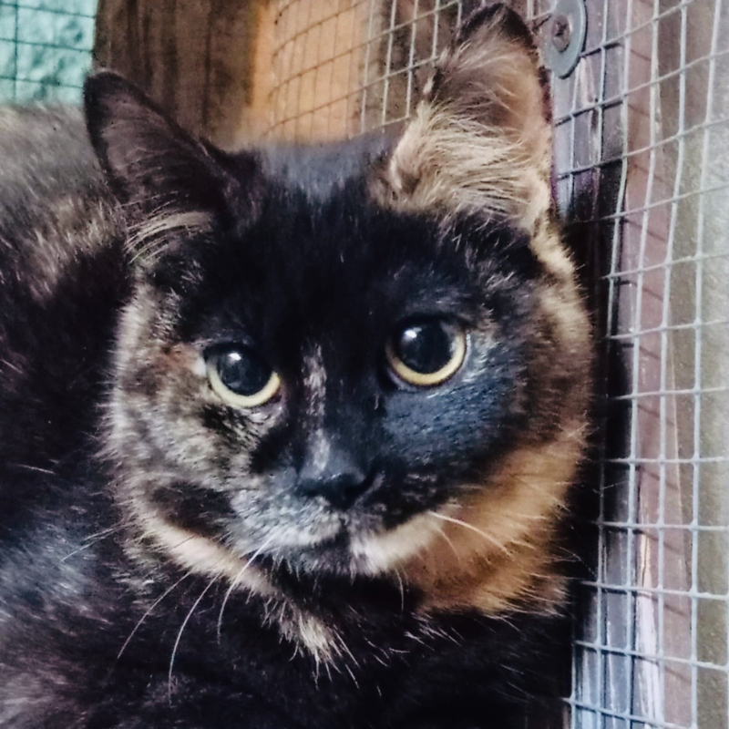 Lilla, una nuova casa, un nuovo inizio | Associazione Le Sfigatte