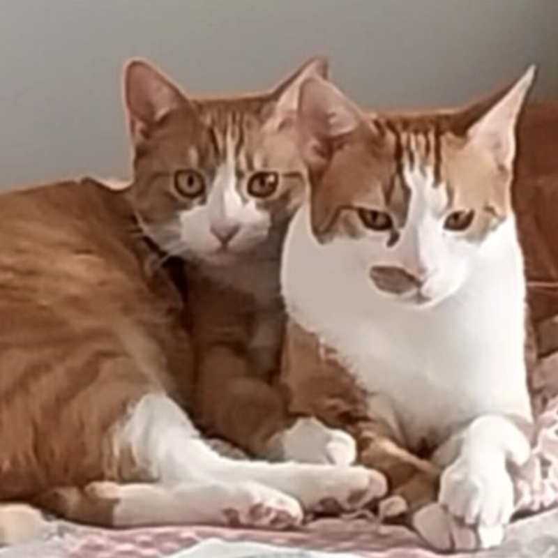 Lilli e Hermes, in cerca di adozione | Associazione Le Sfigatte