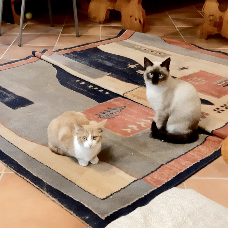 Lilli e Merlino, in cerca di adozione tramite Associazione Le Sfigatte