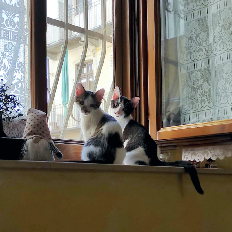 gatti adottati Le Sfigatte