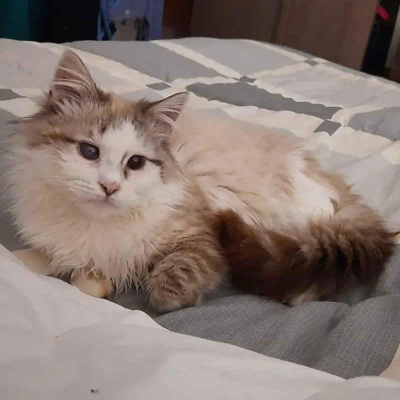 gatti adottati Le Sfigatte