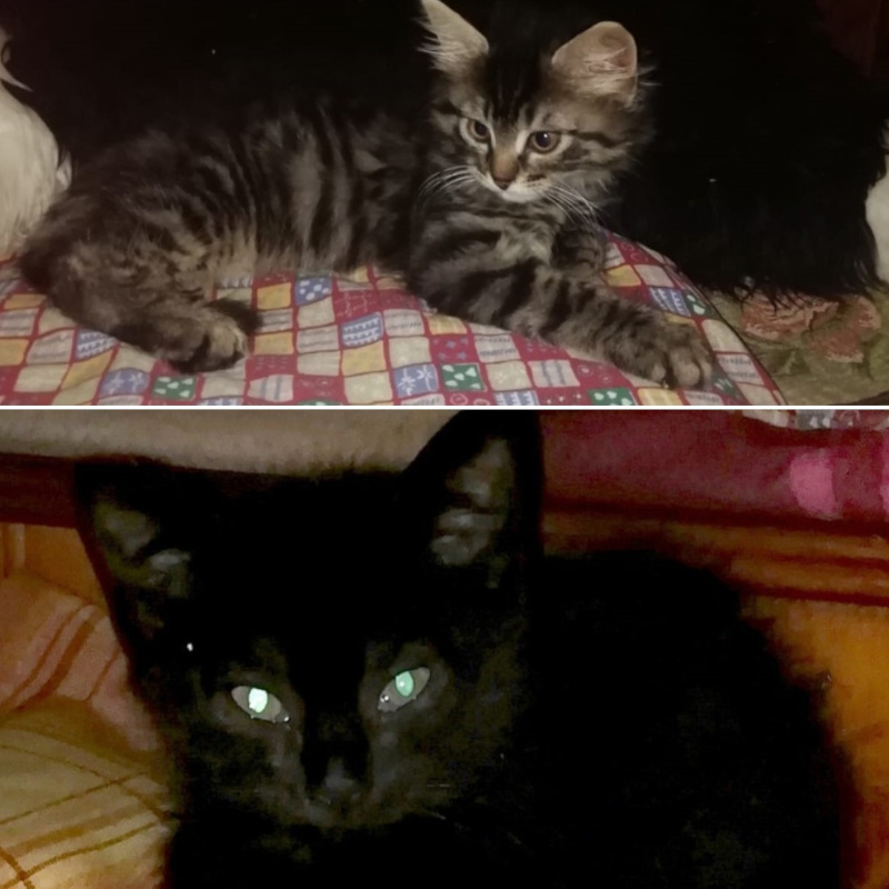 gatti adottati Le Sfigatte