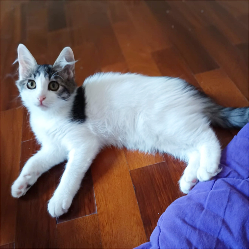 gatti adottati Le Sfigatte