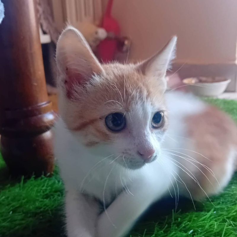 Lilly, una nuova casa, un nuovo inizio | Associazione Le Sfigatte