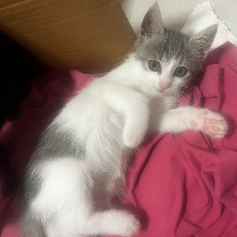 Lilly, una nuova casa, un nuovo inizio | Associazione Le Sfigatte
