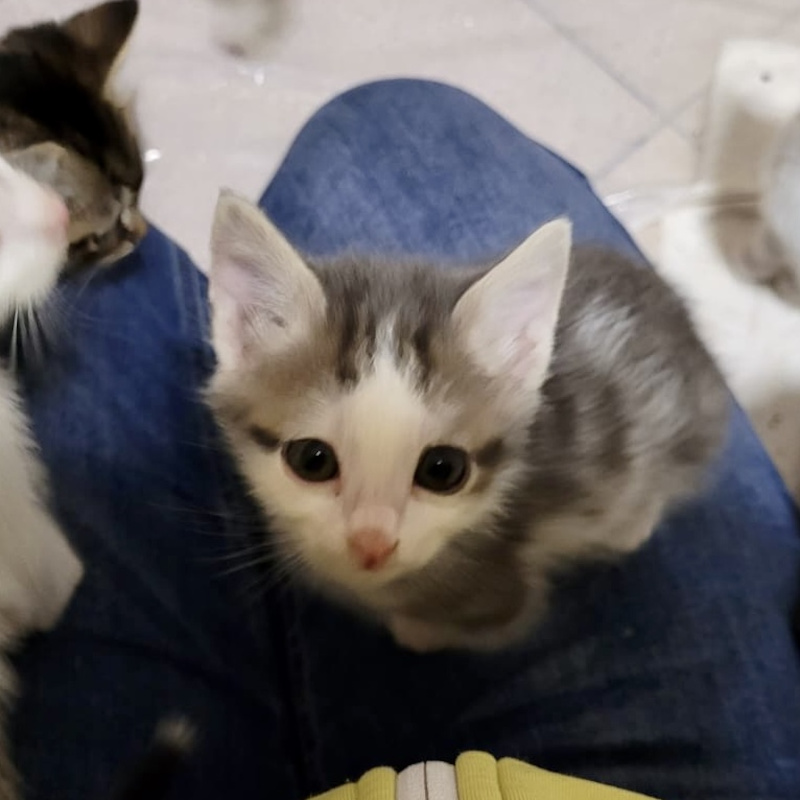 gatti adottati Le Sfigatte