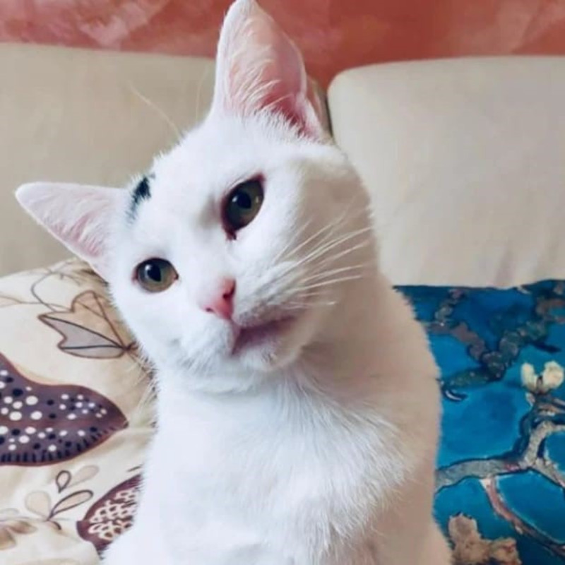 gatti adottati Le Sfigatte
