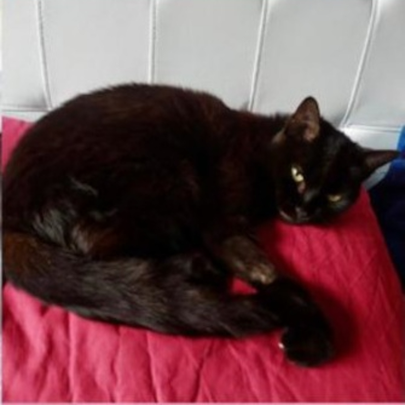gatti adottati Le Sfigatte