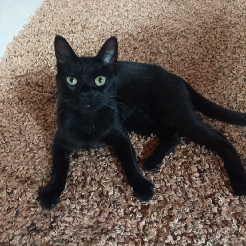 gatti adottati Le Sfigatte
