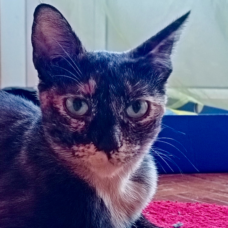 gatti adottati Le Sfigatte