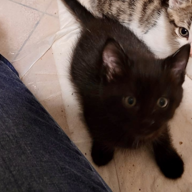 gatti adottati Le Sfigatte