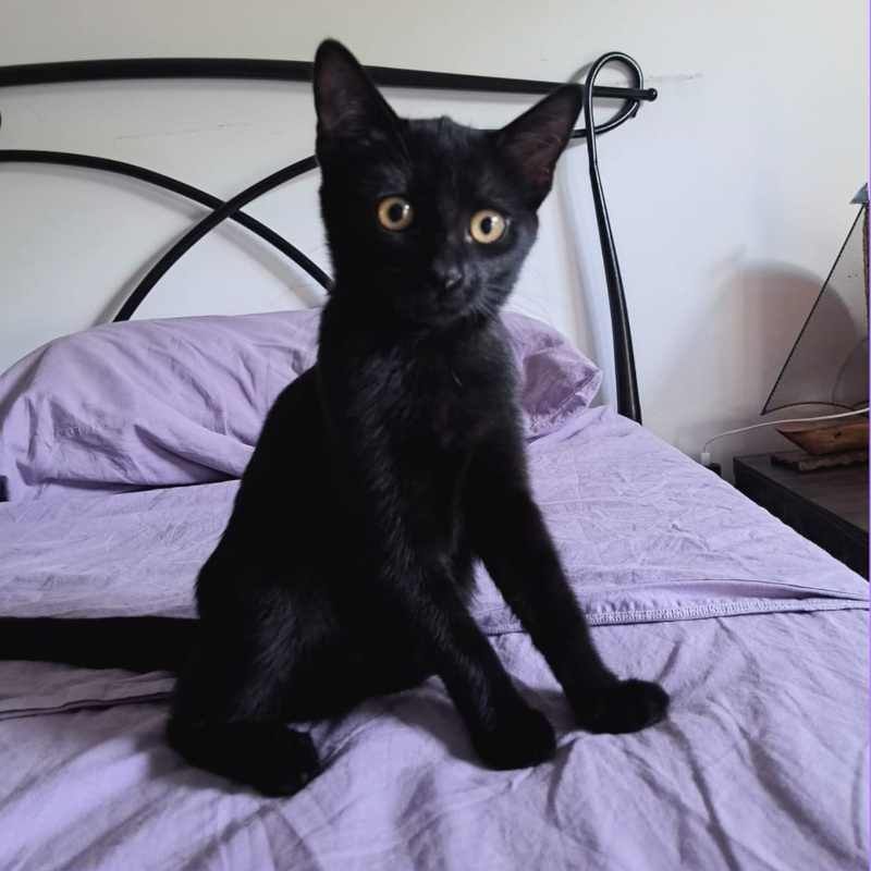 gatti adottati Le Sfigatte