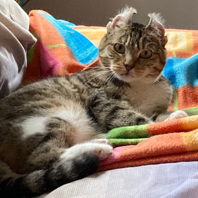 gatti adottati Le Sfigatte