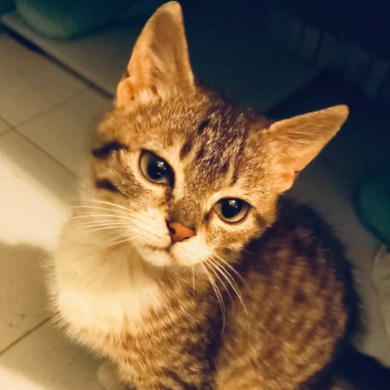 gatti adottati Le Sfigatte