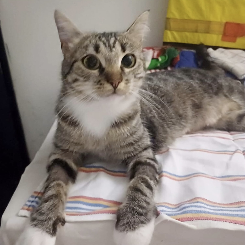 gatti da adottare Le Sfigatte