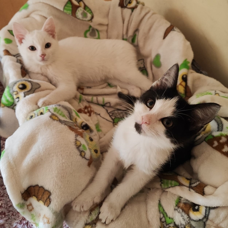 gatti adottati Le Sfigatte