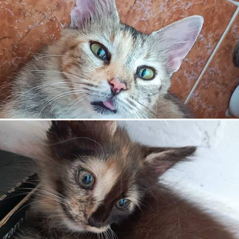 Loreley e Rory, in cerca di adozione | Associazione Le Sfigatte