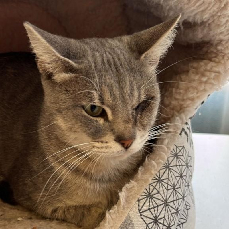 gatti adottati Le Sfigatte