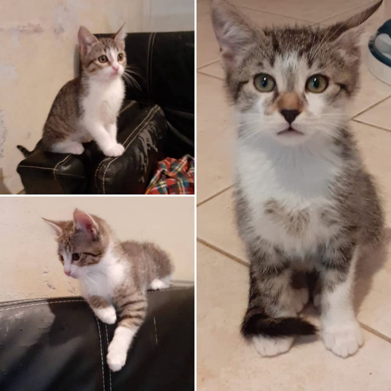 gatti adottati Le Sfigatte