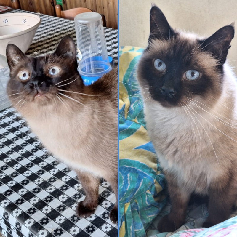 gatti adottati Le Sfigatte