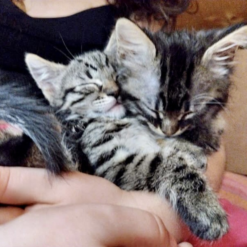 gatti adottati Le Sfigatte