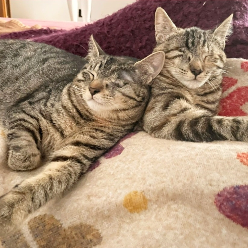 Lucy e Morgana, in cerca di adozione | Associazione Le Sfigatte