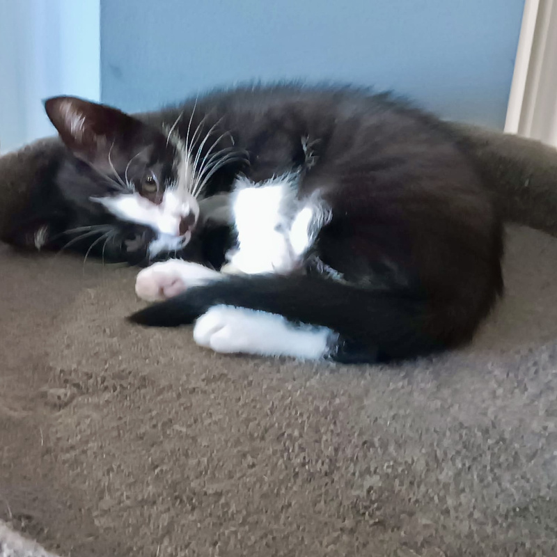 gatti adottati Le Sfigatte